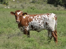 KDK HANNAH 543